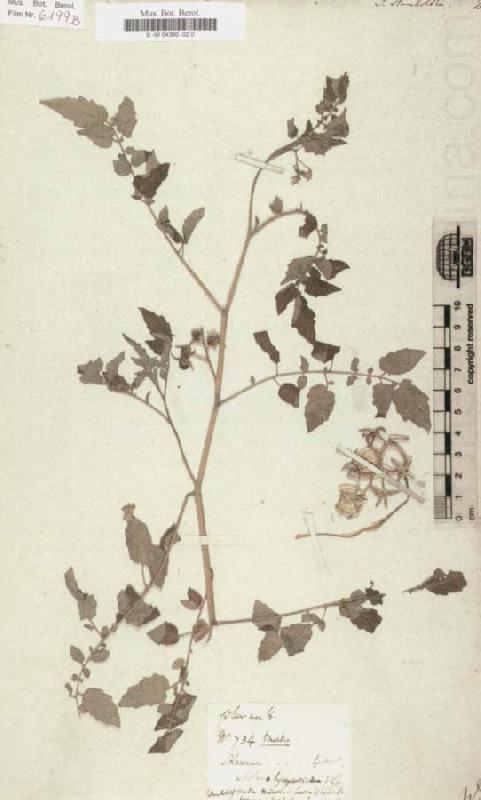 Solanum humboldtili, Alexander von Humboldt